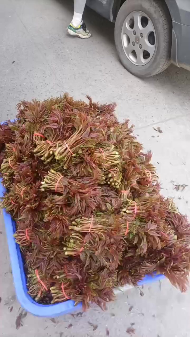 香椿
