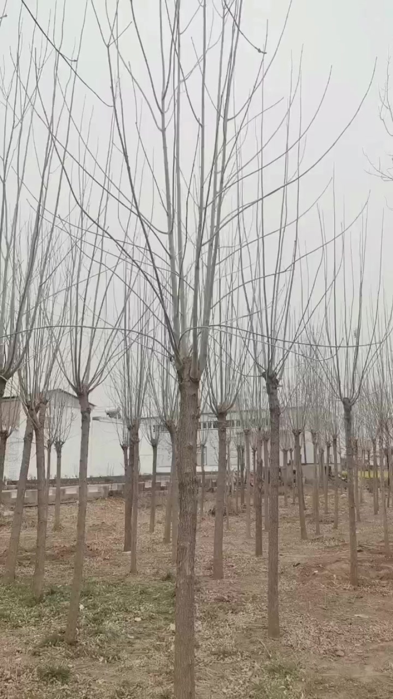 白腊
