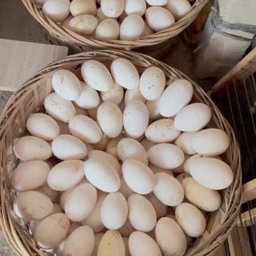 狮头鹅蛋可食用