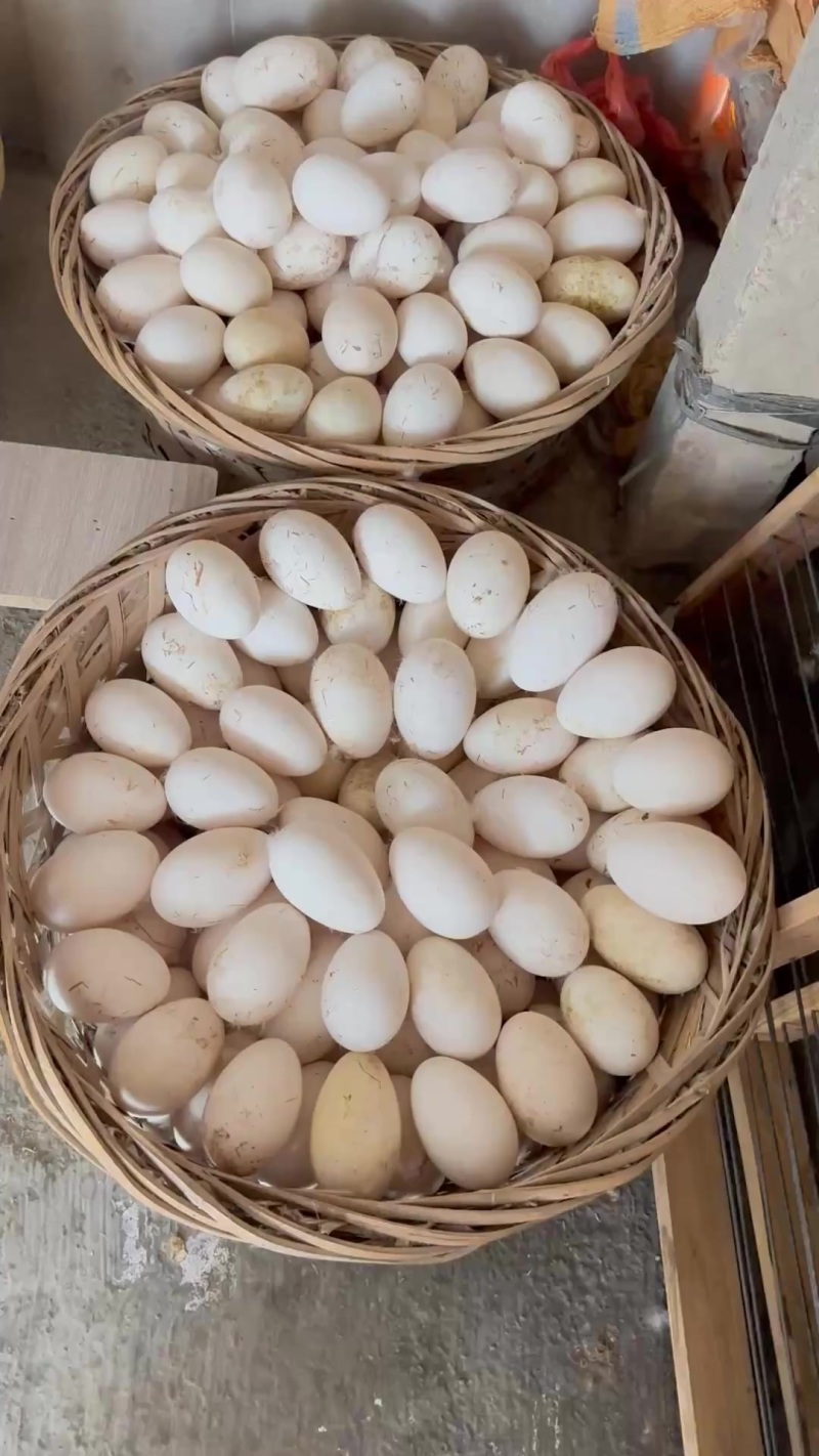 狮头鹅蛋可食用