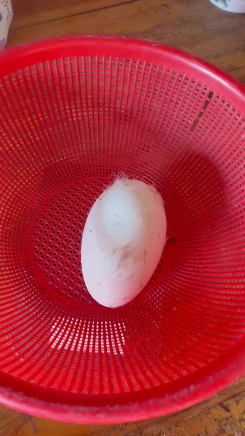 狮头鹅蛋可食用