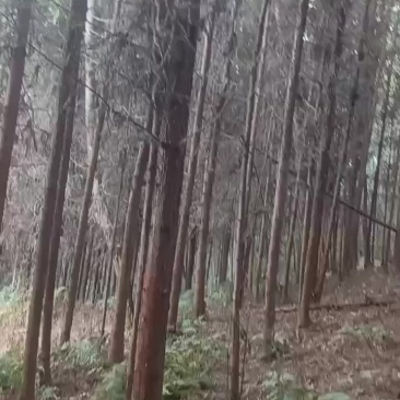 香杉杆子材料