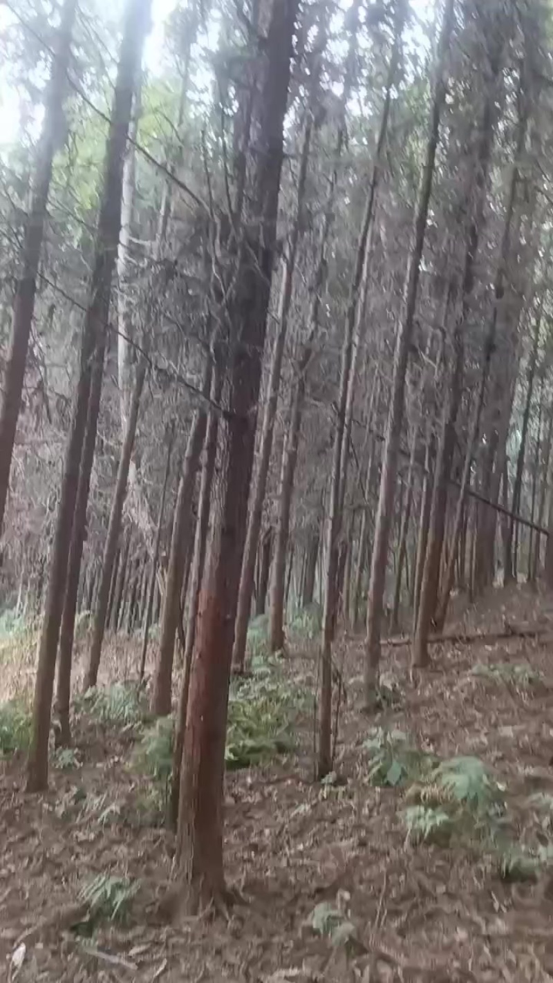 香杉杆子材料