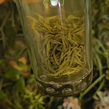 茶叶毛尖