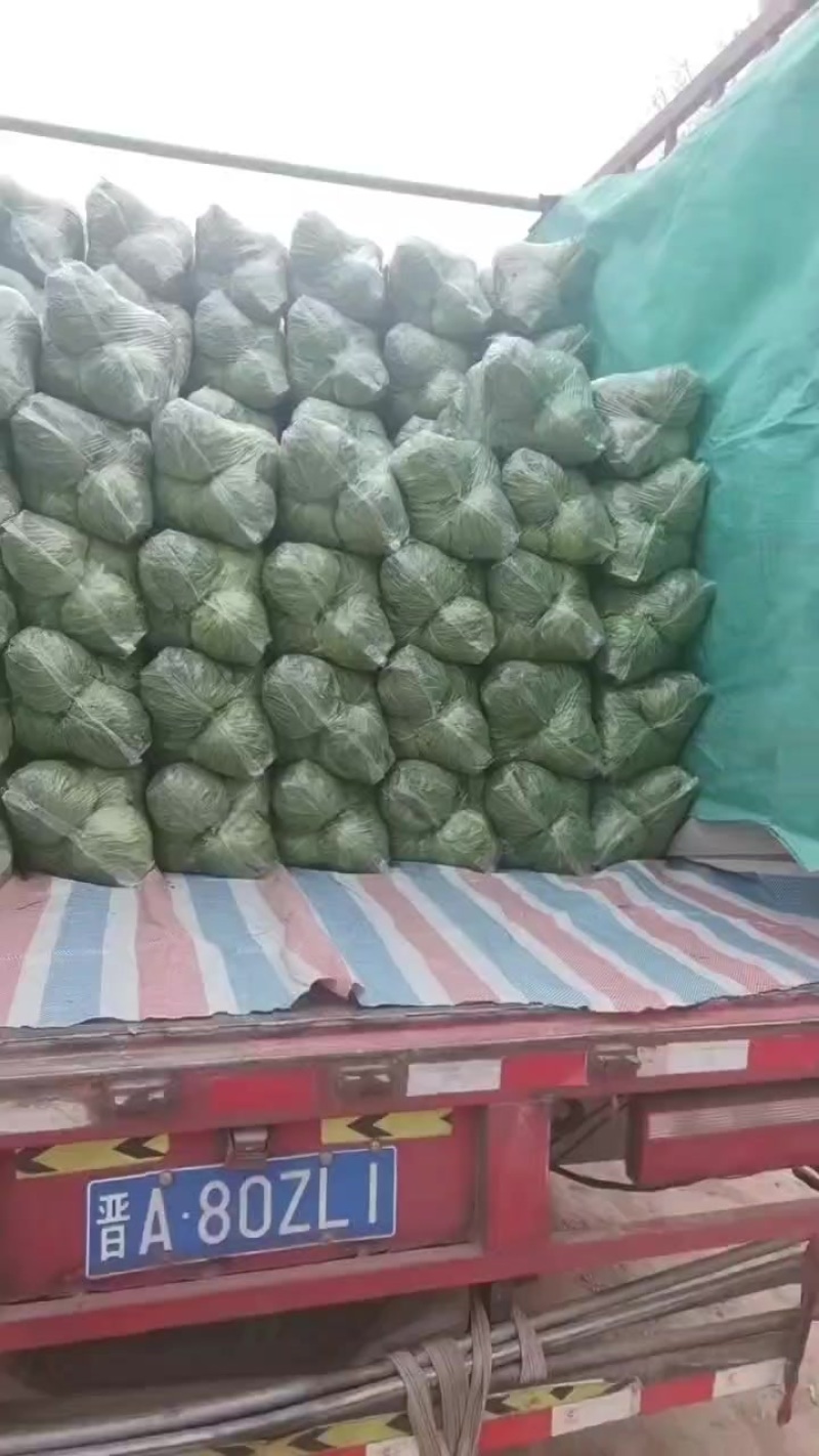 邯郸各种蔬菜大量有货