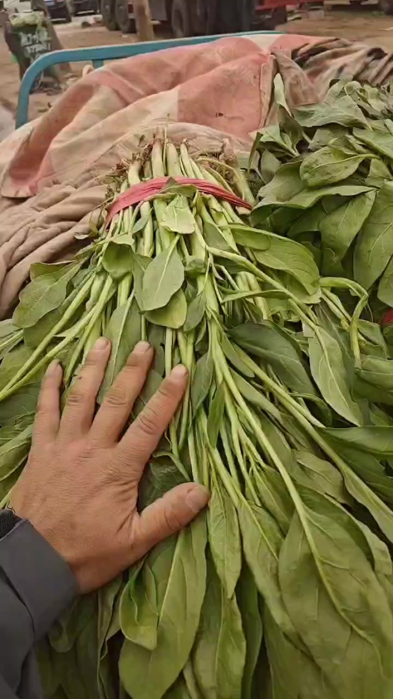 杆菠菜