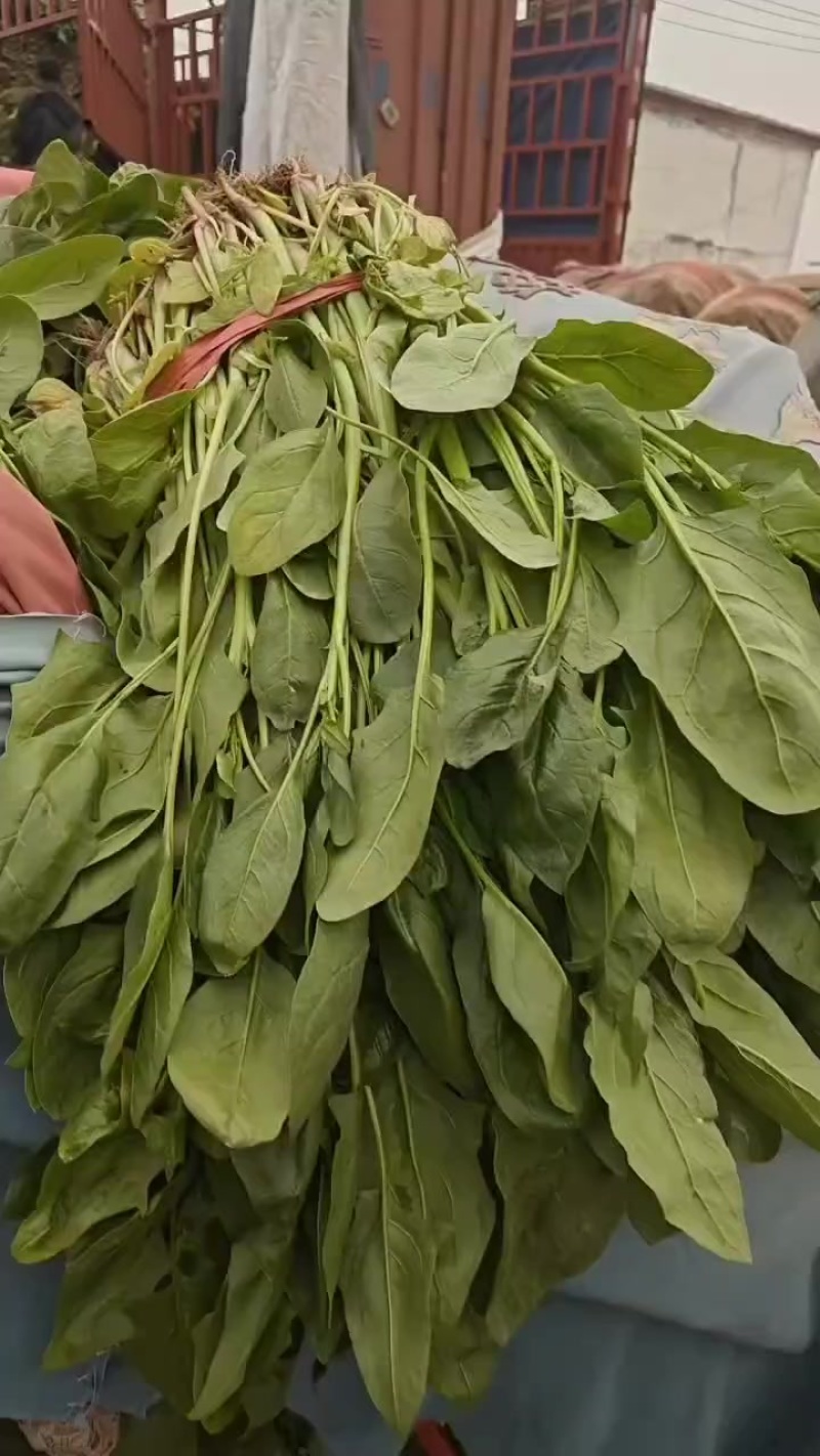 杆菠菜