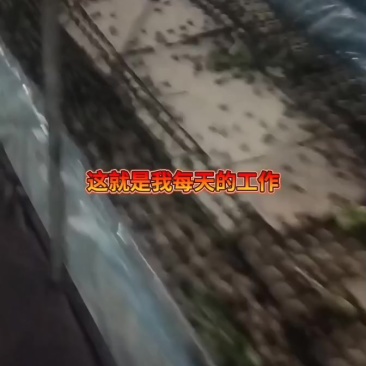 蟋蟀需要的老板联系，中亚，大亚，成虫，价格不一，欢迎咨询