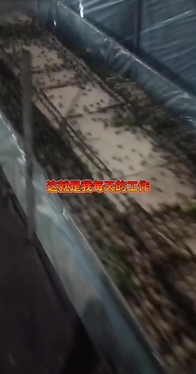 蟋蟀需要的老板联系，中亚，大亚，成虫，价格不一，欢迎咨询