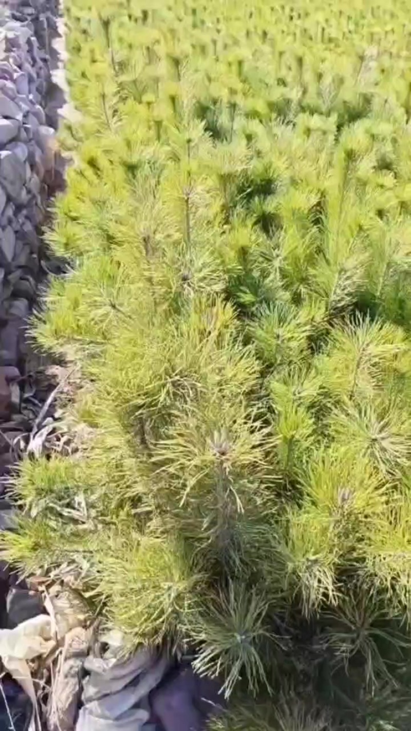 油松苗