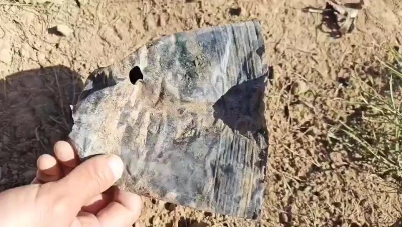 油松苗