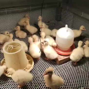 三花鹅苗