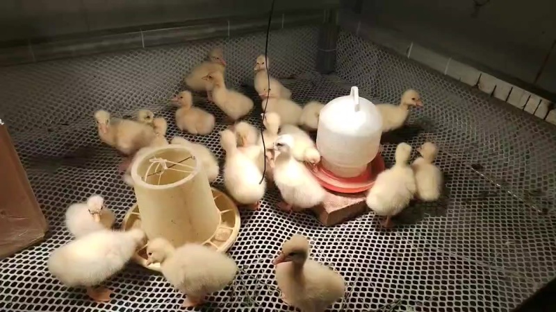 三花鹅苗
