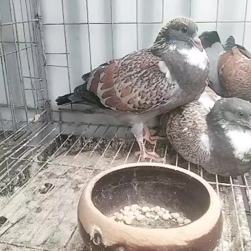 火麒麟观赏鸽