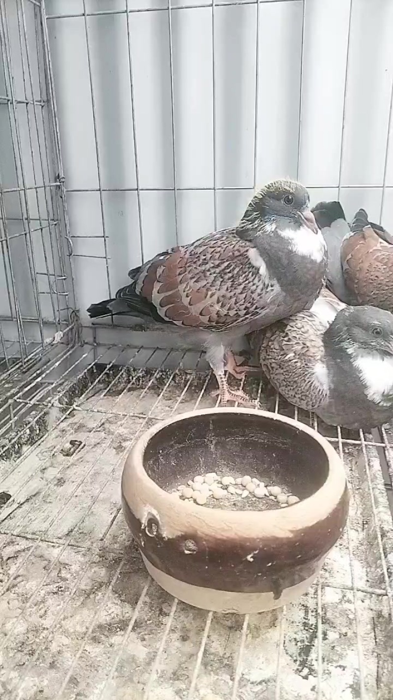 火麒麟观赏鸽