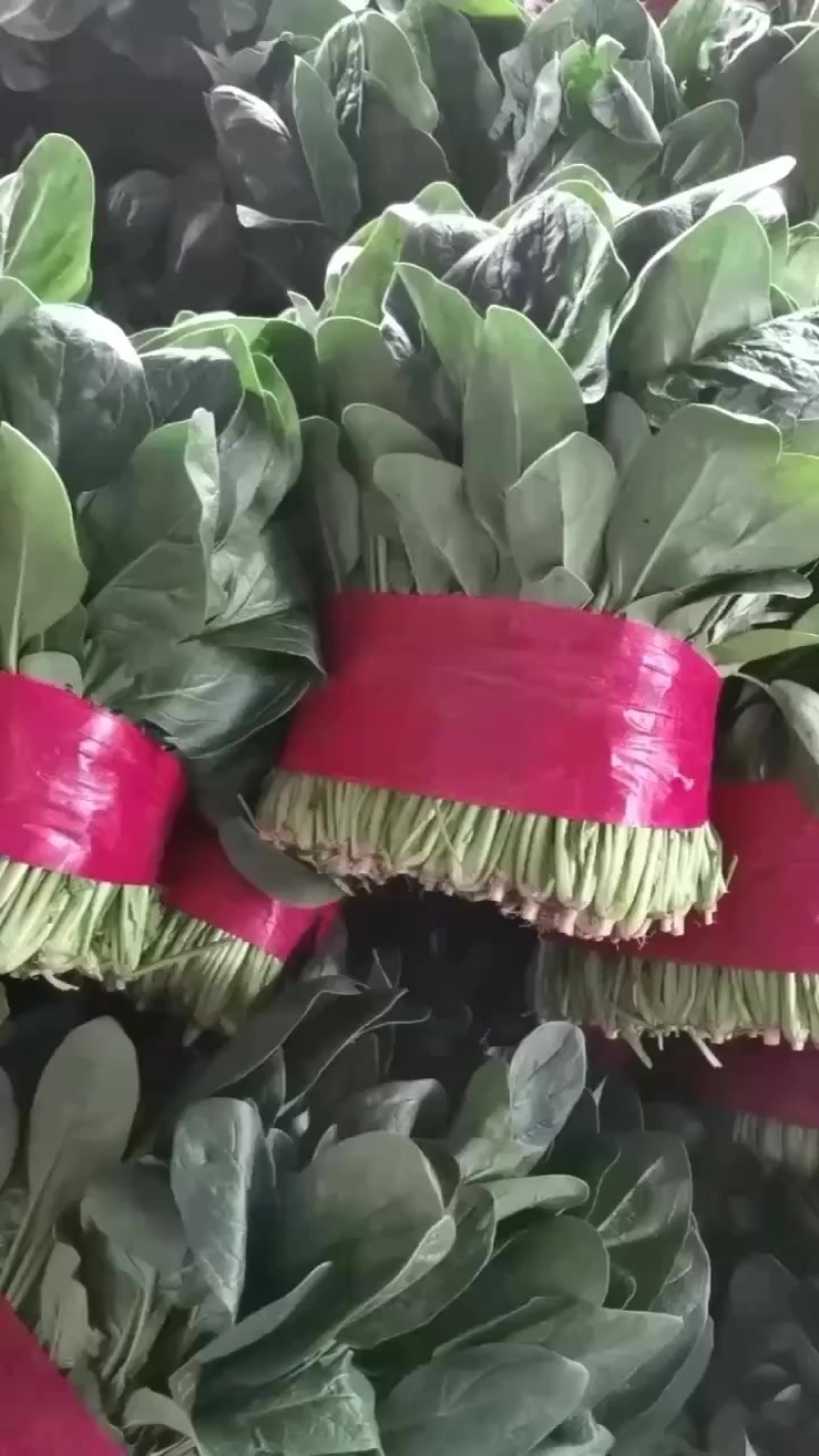 菠菜