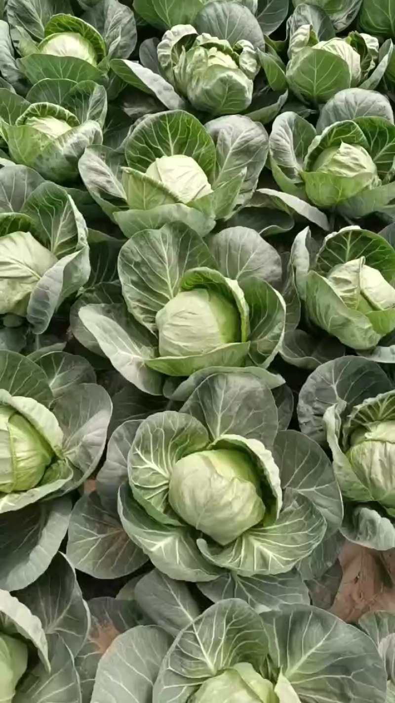 陕西甘蓝已大量上市，质量好