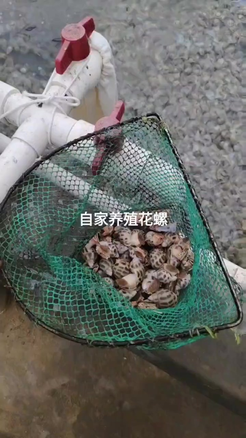 自己养殖东风螺，个头大，价位便宜