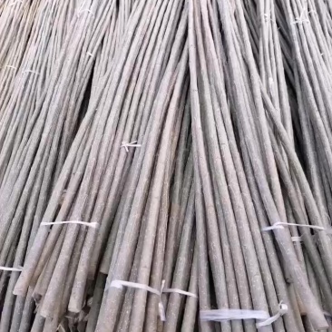 山东临清107速生杨仟插段