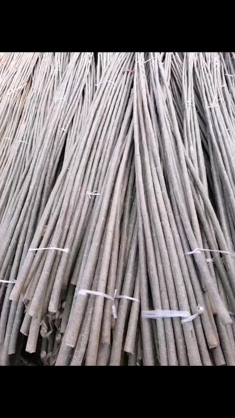 山东临清107速生杨仟插段