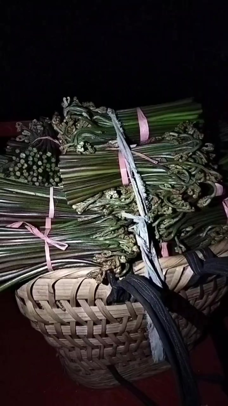 贵州蕨菜