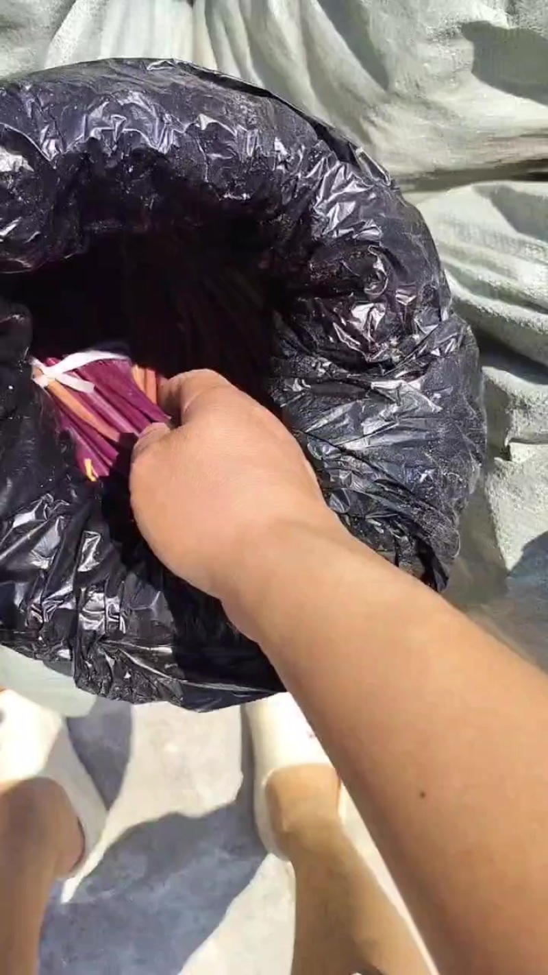 贵州蕨菜
