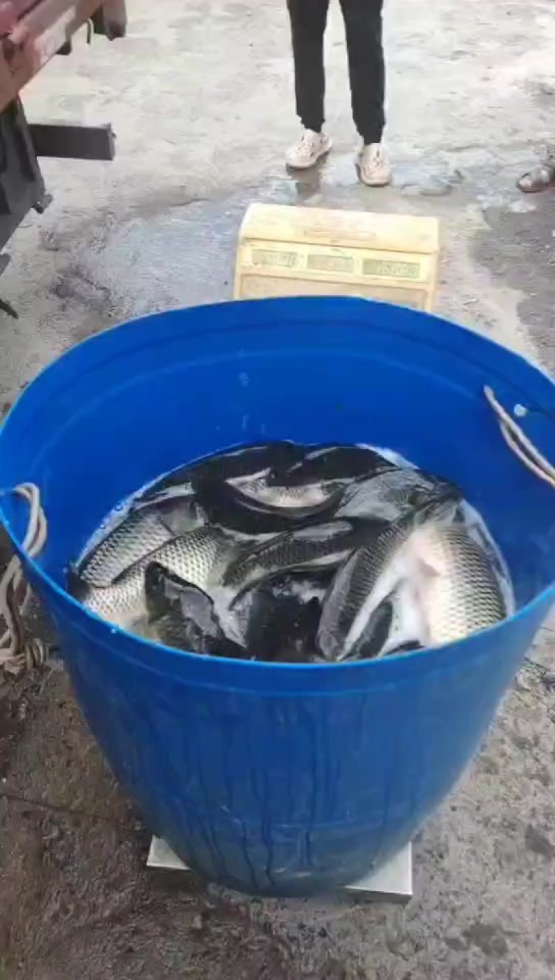 鲤鱼