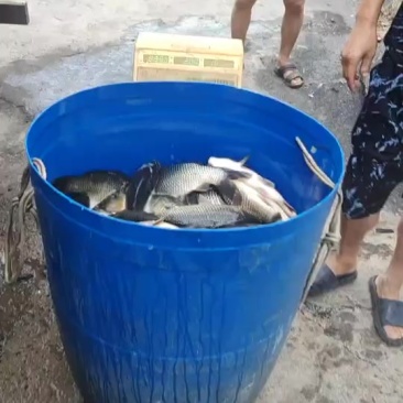 鲤鱼
