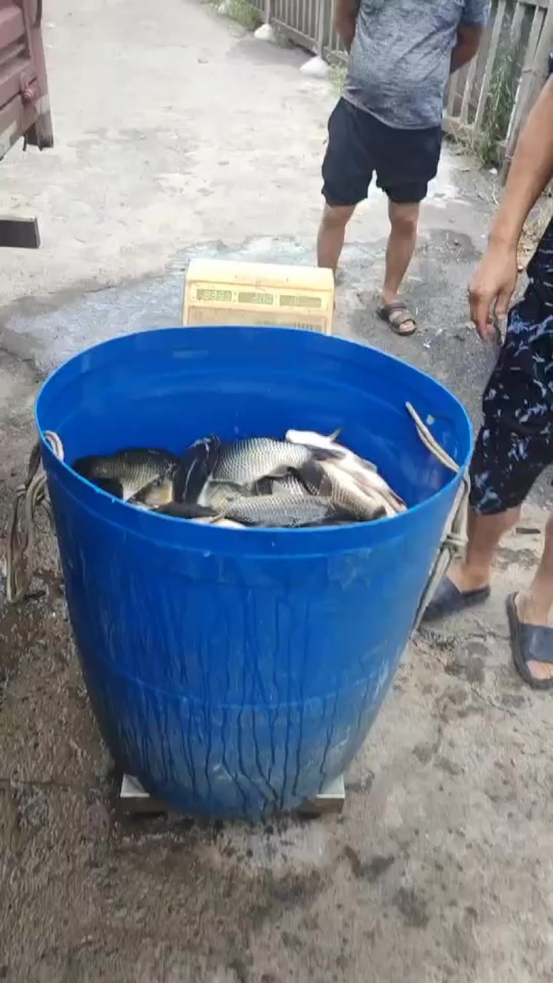 鲤鱼