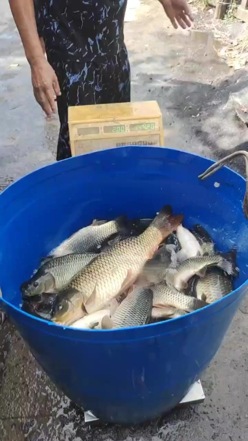 鲤鱼