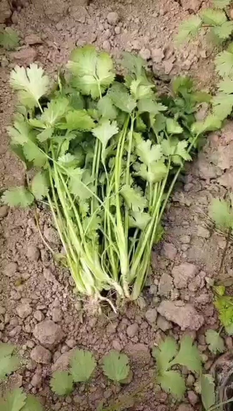 精品香菜