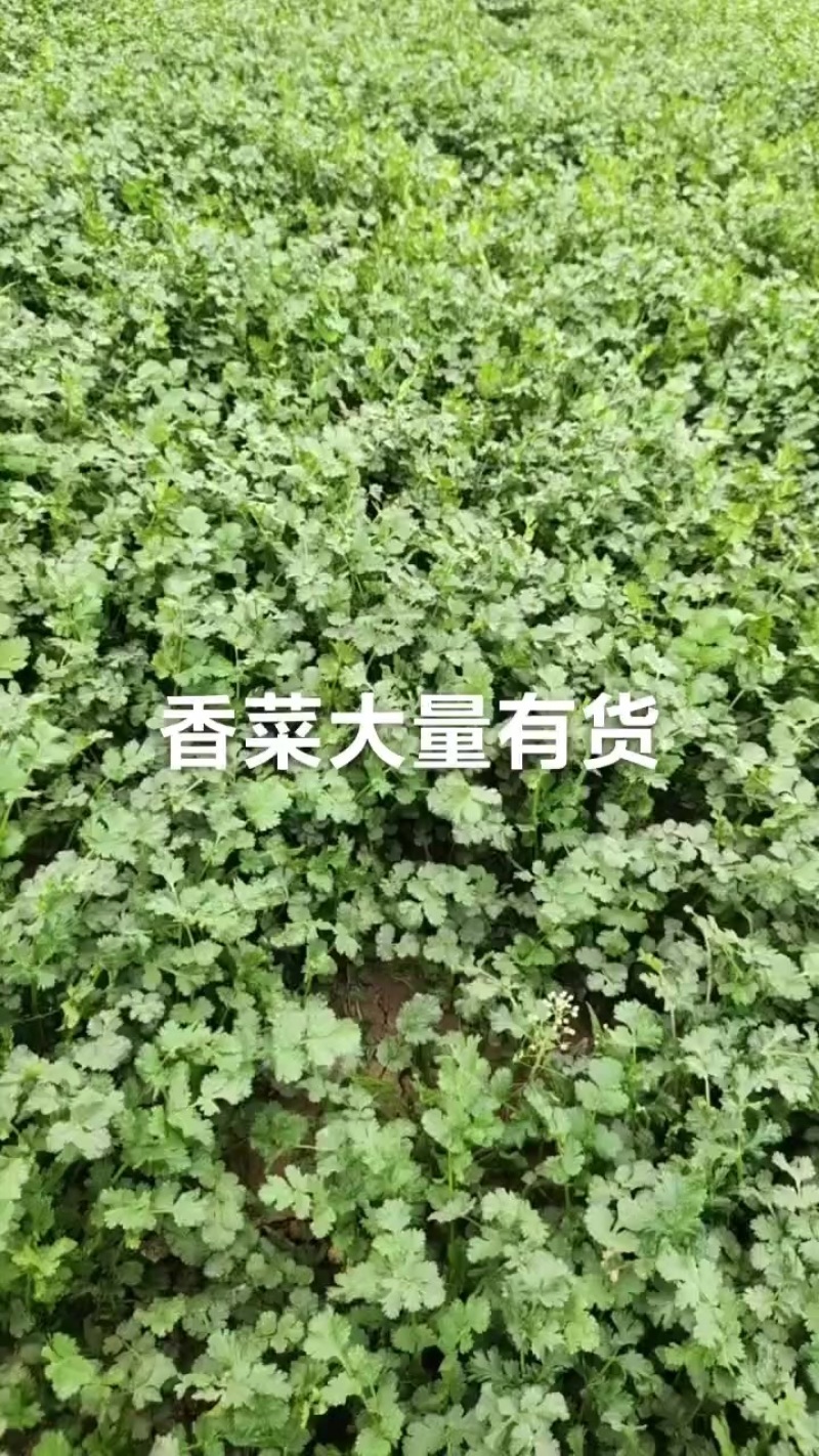 精品香菜