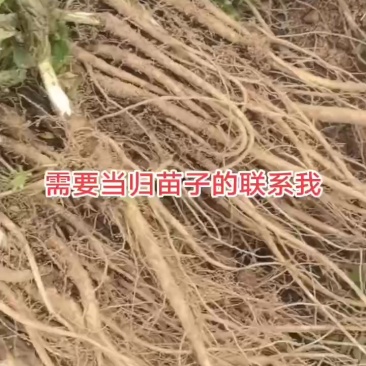 需要当归苗子的联系我