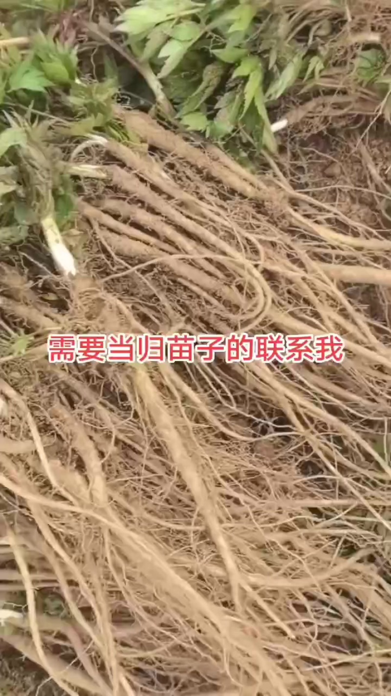 需要当归苗子的联系我