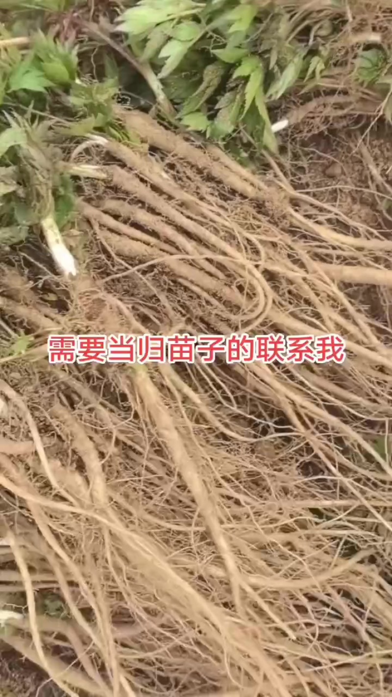 需要当归苗子的联系我