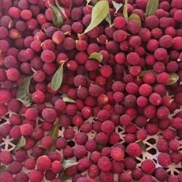 特早杨梅