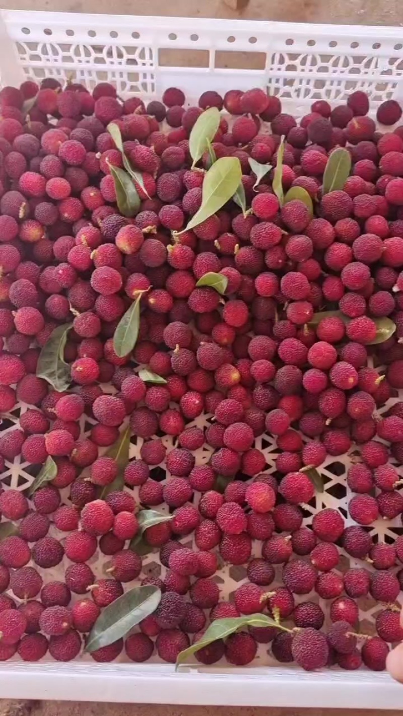 特早杨梅