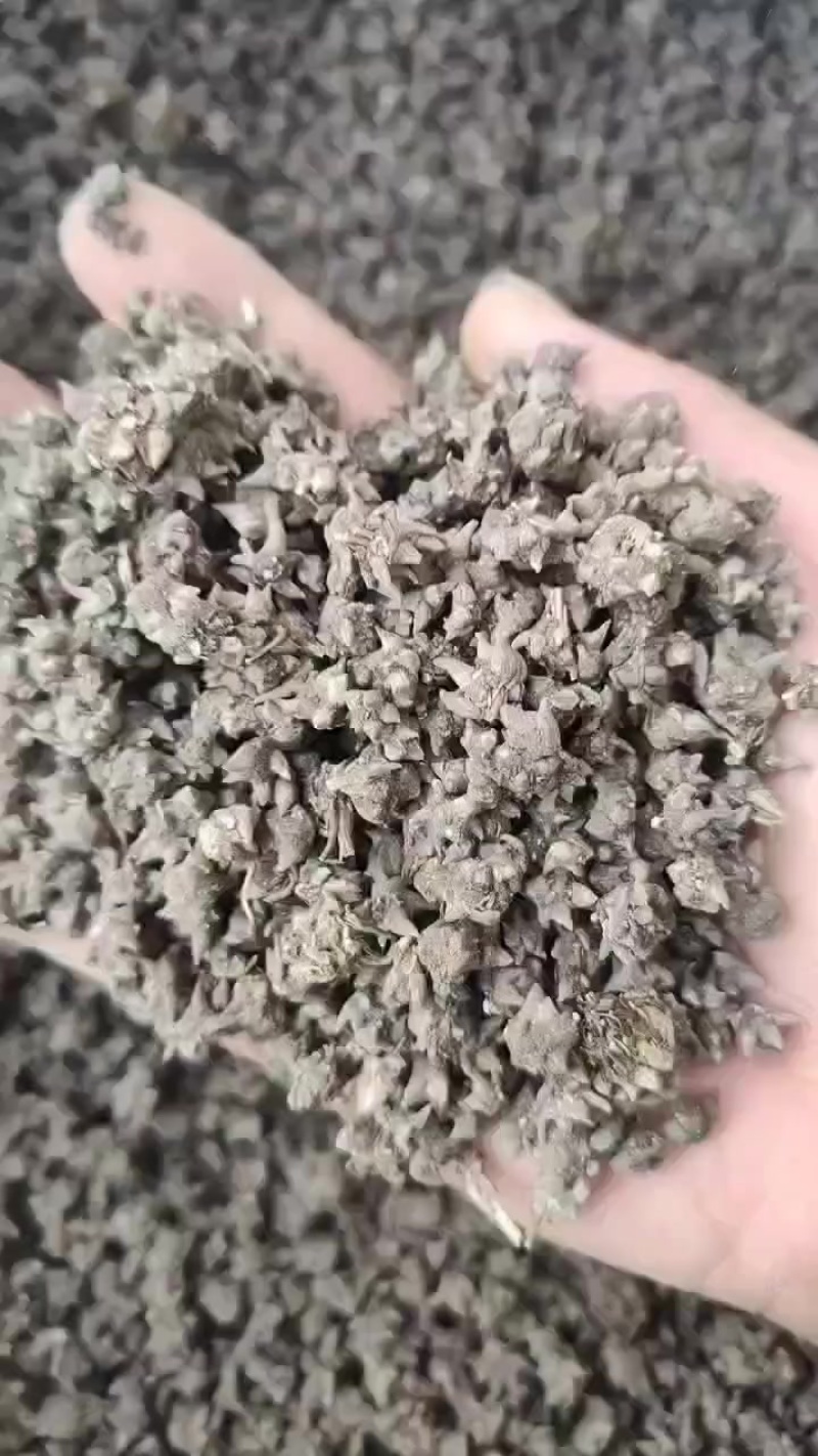 野生猫抓草