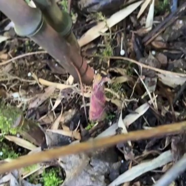 大量罗汉笋即将出土，有需求的老板提前详聊哦价格细聊