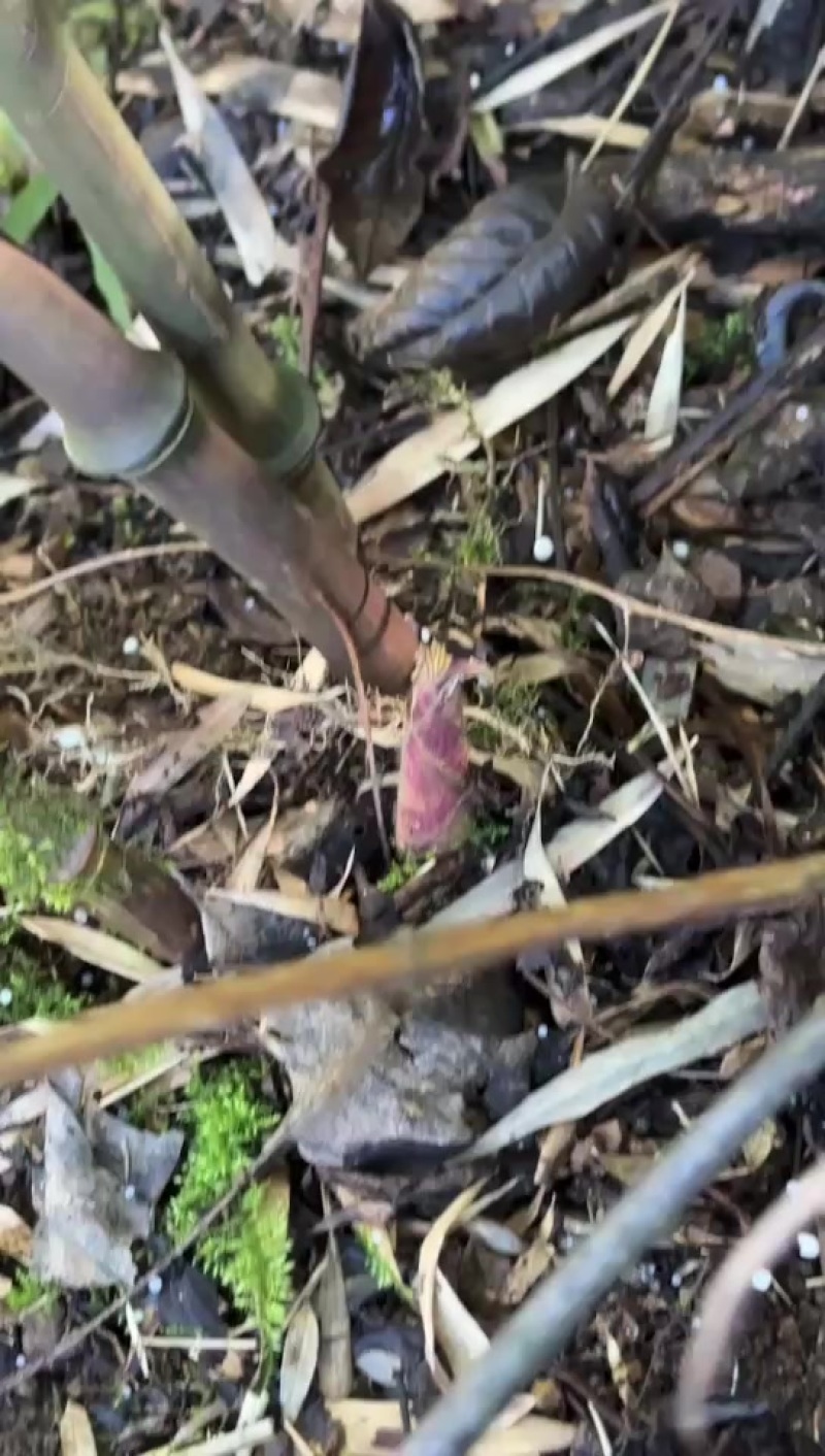 大量罗汉笋即将出土，有需求的老板提前详聊哦价格细聊