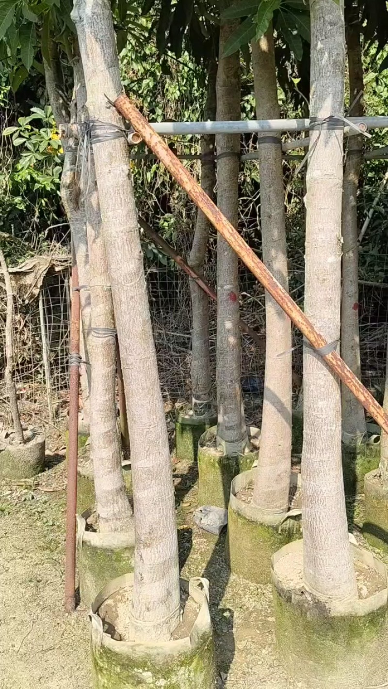 芒果树芒果老桩