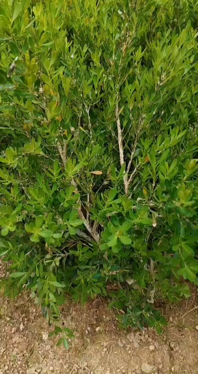 广东雀舌皱皮黄杨/地苗/高度20-25厘米左右