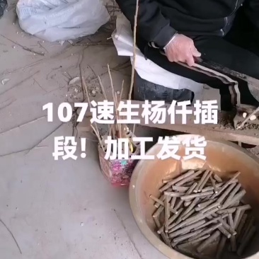 山东临清107速生杨仟插段