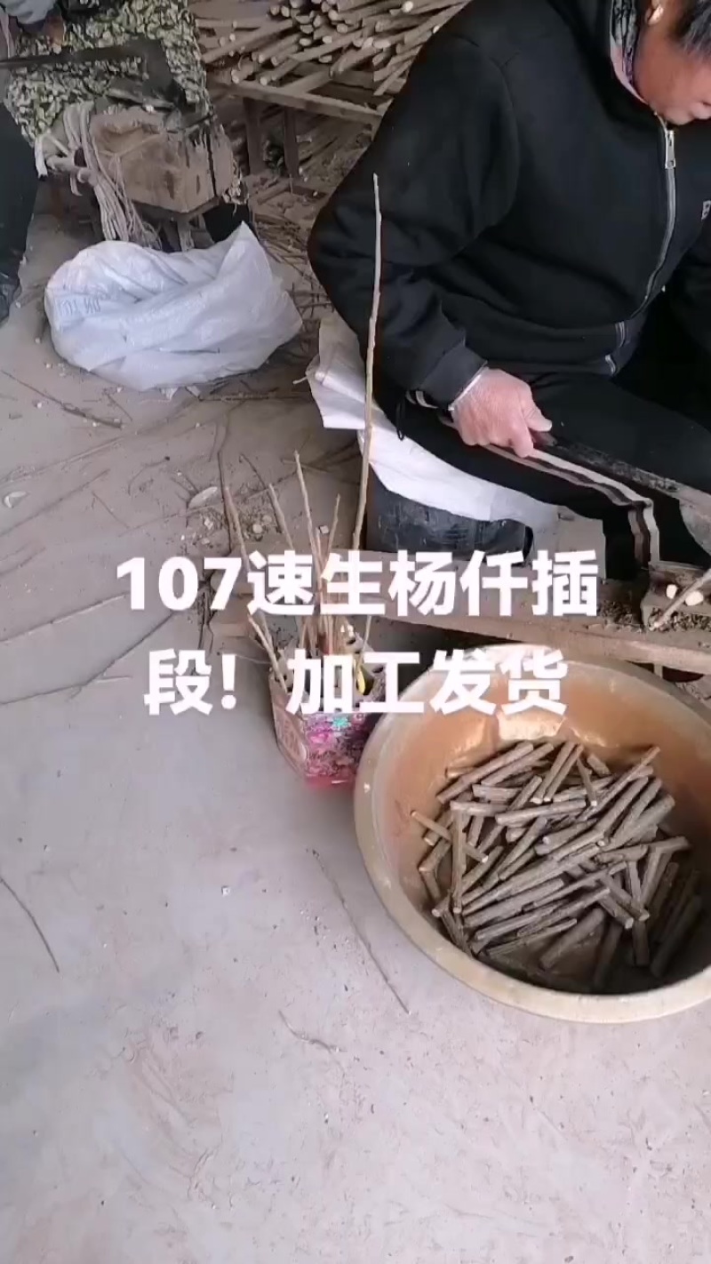 山东临清107速生杨仟插段