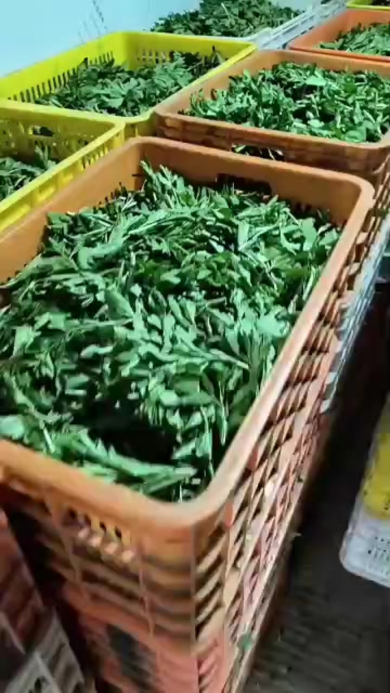 苟杞芽尖十公分左右