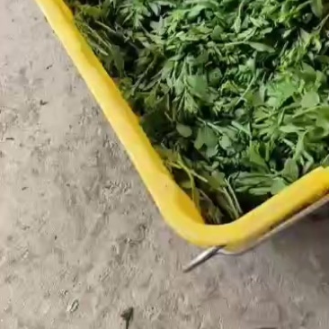 苟杞芽尖十公分左右