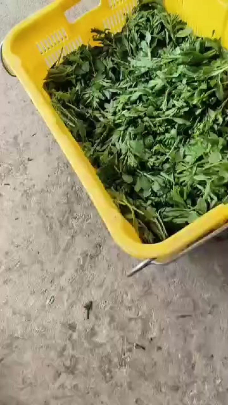 苟杞芽尖十公分左右