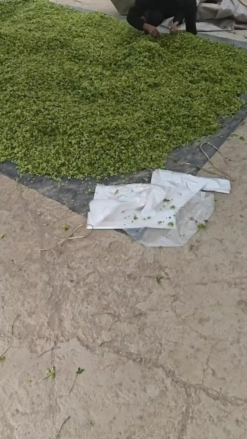 榆钱