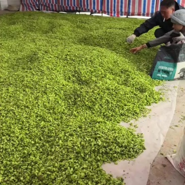 榆钱当天现榆钱