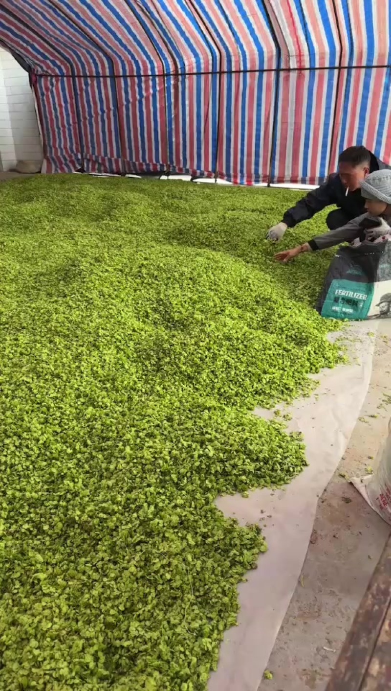 榆钱当天现榆钱